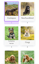 Load image into Gallery viewer, Dog Breed Flashcards Preorder
