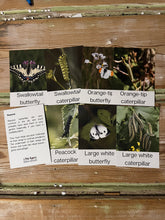 Load image into Gallery viewer, Butterfly Fact Cards
