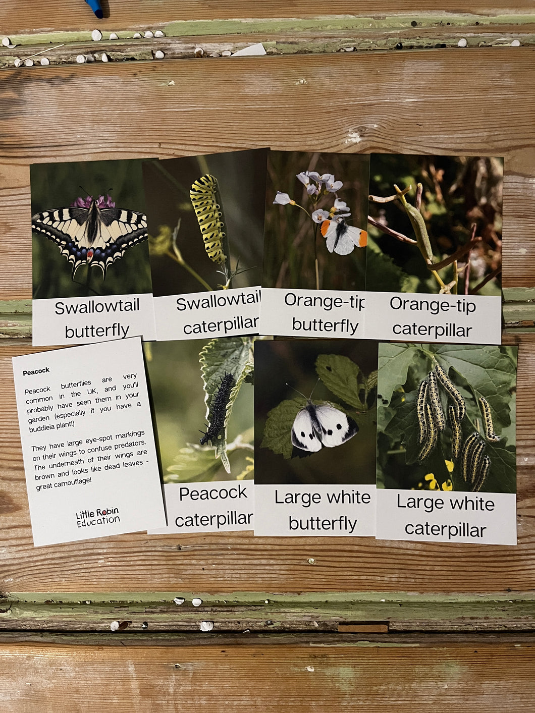 Butterfly Fact Cards